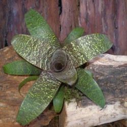 Levelével díszítő pikkelyvirág - Vriesea leopold 