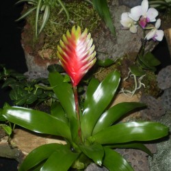 Pikkelyvirág, vrízea - Vriesea Solo 