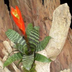 Pikkelyvirág, vrízea - Vriesea splendens