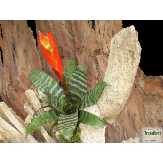 Pikkelyvirág, vrízea - Vriesea splendens
