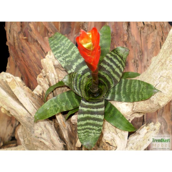 Pikkelyvirág, vrízea - Vriesea splendens