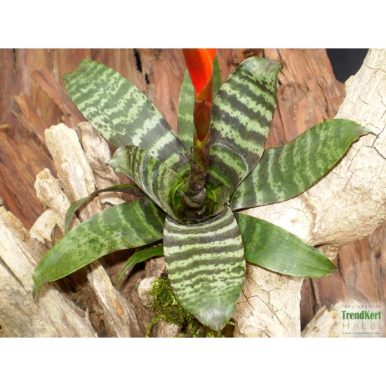 Pikkelyvirág, vrízea - Vriesea splendens