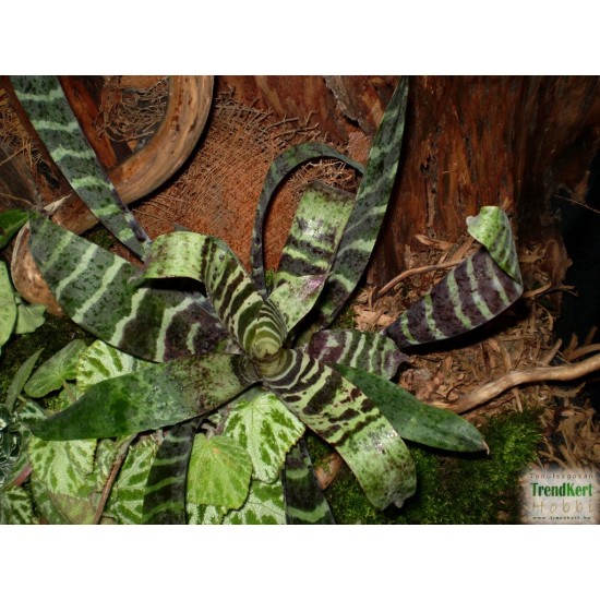 Pikkelyvirág, vrízea - Vriesea splendens