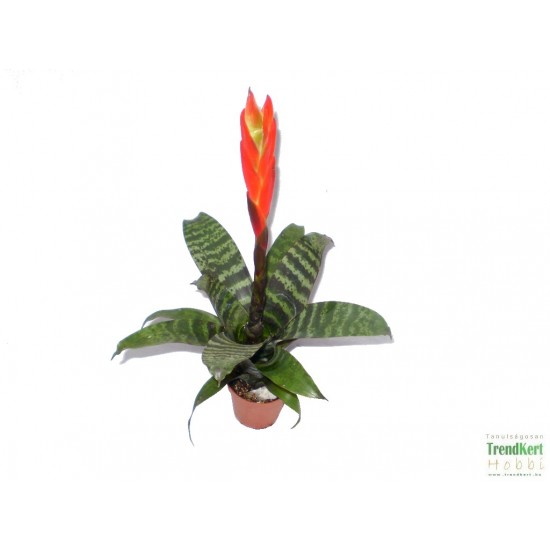 Pikkelyvirág, vrízea - Vriesea splendens