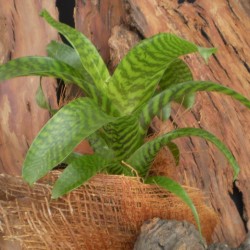 Levelével díszítő pikkelyvirág - Vriesea tigrina 