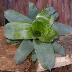 Levelével díszítő pikkelyvirág - Vriesea zebrina 