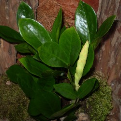 Zamion pálma - Zamioculcas zamiifolia Zamion pálma - Zamioculcas zamiifolia