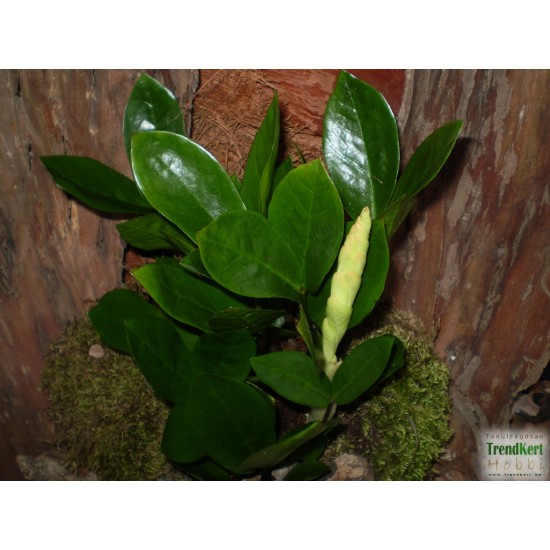 Zamion pálma - Zamioculcas zamiifolia Zamion pálma - Zamioculcas zamiifolia