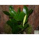 Zamion pálma - Zamioculcas zamiifolia Zamion pálma - Zamioculcas zamiifolia