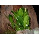 Zamion pálma - Zamioculcas zamiifolia Zamion pálma - Zamioculcas zamiifolia