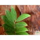 Zamion pálma - Zamioculcas zamiifolia Zamion pálma - Zamioculcas zamiifolia