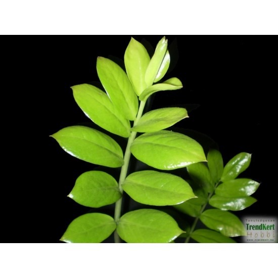 Zamion pálma - Zamioculcas zamiifolia Zamion pálma - Zamioculcas zamiifolia