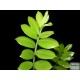 Zamion pálma - Zamioculcas zamiifolia Zamion pálma - Zamioculcas zamiifolia