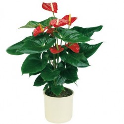 Flamingóvirág - Anthurium andreanum Alabama Anthura  Flamingóvirág - Anthurium andreanum Alabama Anthura