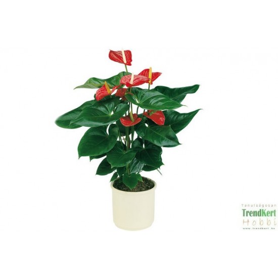 Flamingóvirág - Anthurium andreanum Alabama Anthura  Flamingóvirág - Anthurium andreanum Alabama Anthura