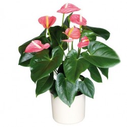 Flamingóvirág - Anthurium andreanum Alabama Pink Flamingóvirág - Anthurium andreanum Alabama Pink