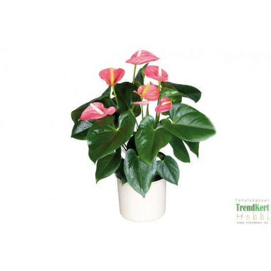 Flamingóvirág - Anthurium andreanum Alabama Pink Flamingóvirág - Anthurium andreanum Alabama Pink