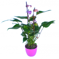 Flamingóvirág Színváltó - Anthurium andreanum Lilac Fantasi Flamingóvirág Színváltó - Anthurium andreanum Lilac Fantasi