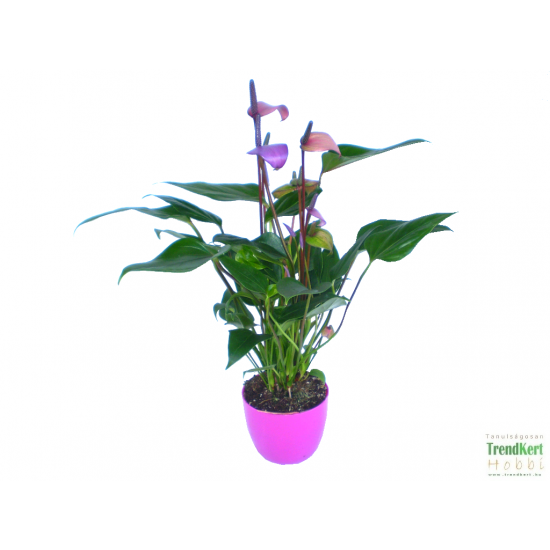 Flamingóvirág Színváltó - Anthurium andreanum Lilac Fantasi Flamingóvirág Színváltó - Anthurium andreanum Lilac Fantasi