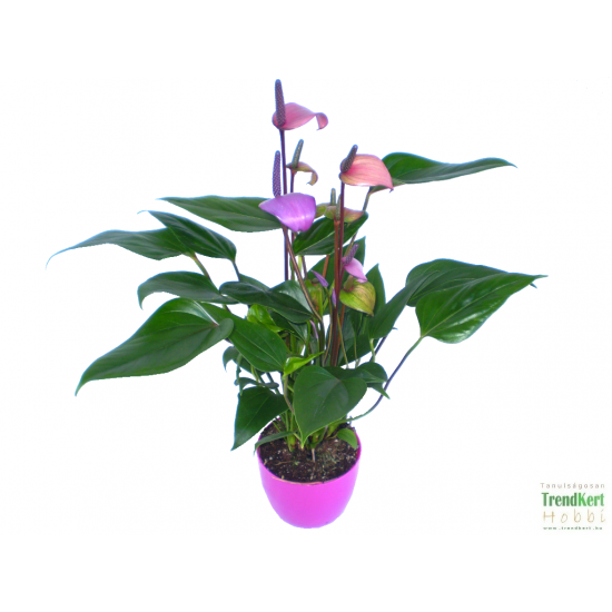 Flamingóvirág Színváltó - Anthurium andreanum Lilac Fantasi Flamingóvirág Színváltó - Anthurium andreanum Lilac Fantasi
