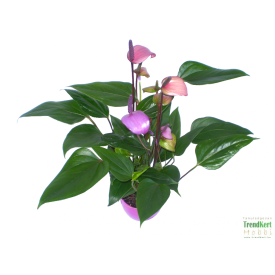 Flamingóvirág Színváltó - Anthurium andreanum Lilac Fantasi Flamingóvirág Színváltó - Anthurium andreanum Lilac Fantasi