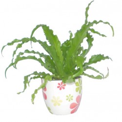 Madárfészekpáfrány - Asplenium antiquum Osaka 