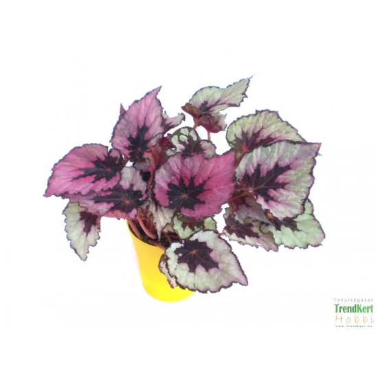 Király begónia - Begonia rex hybrid 10