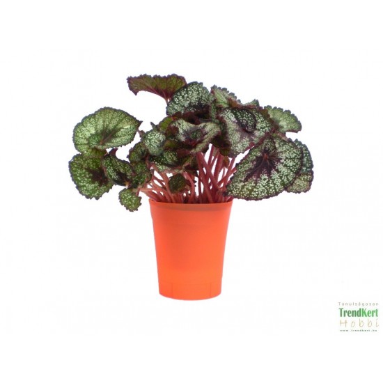 Király begónia - Begonia rex hybrid 11