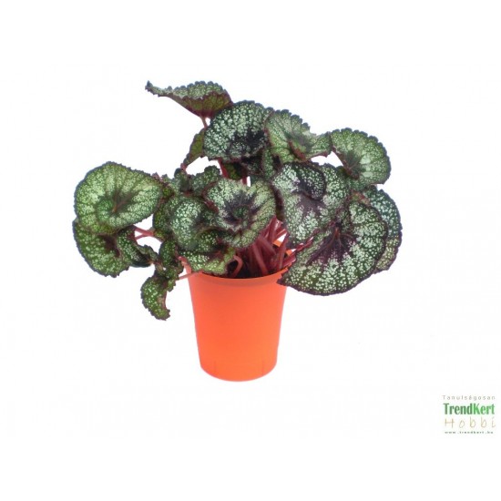 Király begónia - Begonia rex hybrid 11