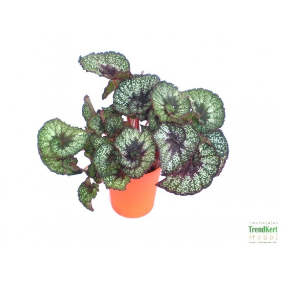 Király begónia - Begonia rex hybrid 11