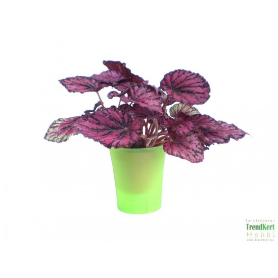 Király begónia - Begonia rex hybrid 13