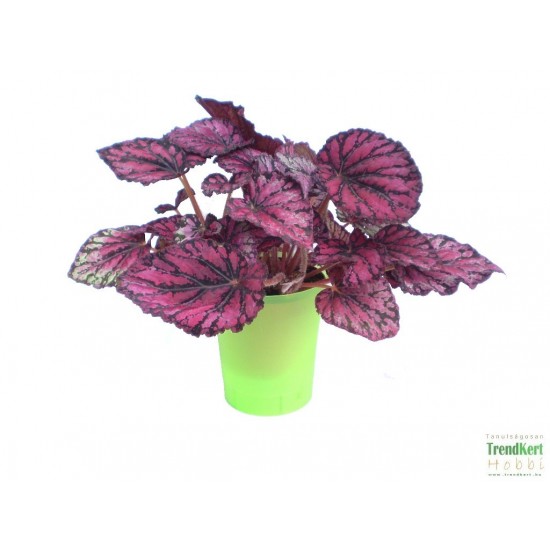 Király begónia - Begonia rex hybrid 13