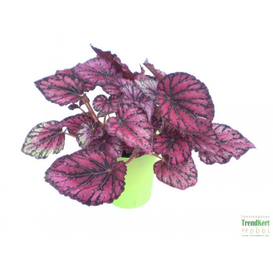 Király begónia - Begonia rex hybrid 13