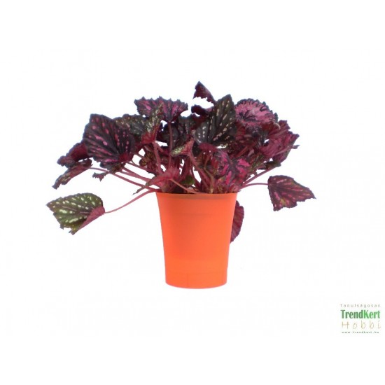 Király begónia - Begonia rex hybrid 14