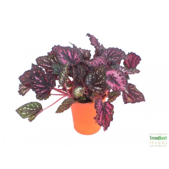 Király begónia - Begonia rex hybrid 14