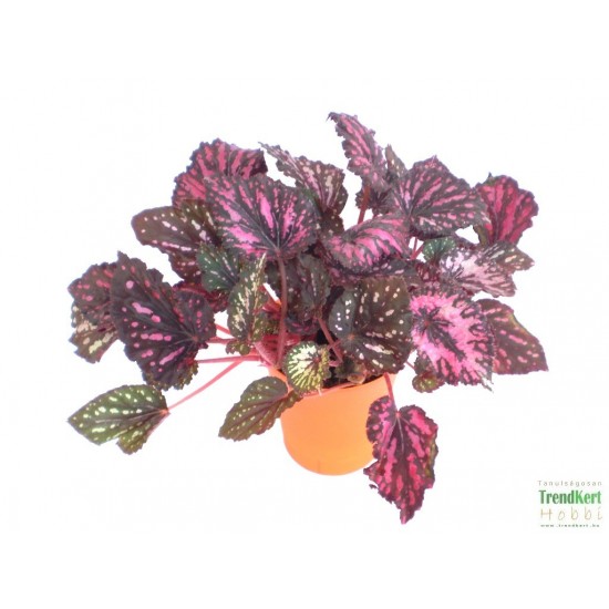 Király begónia - Begonia rex hybrid 14