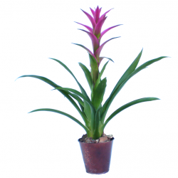 Guzmán bromélia - Guzmania Nina