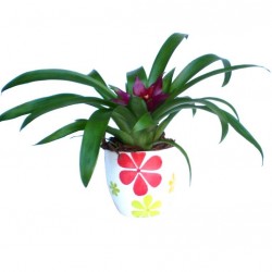 Guzmán bromélia - Guzmania ritmo Dark Pink 