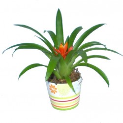 Guzmán bromélia - Guzmania ritmo Orange