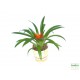 Guzmán bromélia - Guzmania ritmo Orange