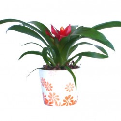 Guzmán bromélia - Guzmania Ritmo Root