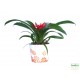 Guzmán bromélia - Guzmania Ritmo Root