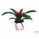 Guzmán bromélia - Guzmania Ritmo Root