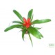 Guzmán bromélia - Guzmania Ritmo Root