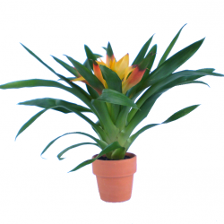 Guzmán bromélia - Guzmania Summer Time