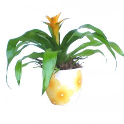 Fészektőrózsa, bromélia - Nidularium citrinum