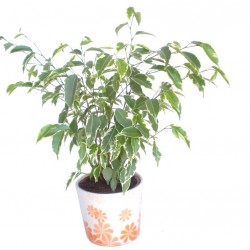 Fikusz csüngőágú - Ficus benjamina variegata
