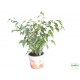 Fikusz csüngőágú - Ficus benjamina variegata