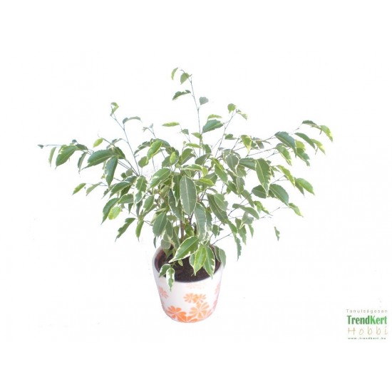 Fikusz csüngőágú - Ficus benjamina variegata