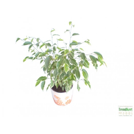 Fikusz csüngőágú - Ficus benjamina variegata
